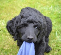 /album/datum-narozeni-stenatek-je-09-06-2016/kralovsky-pudl-bimbo-11-jpg/